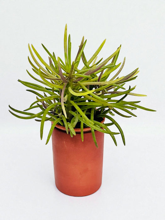 Terracotta Pot