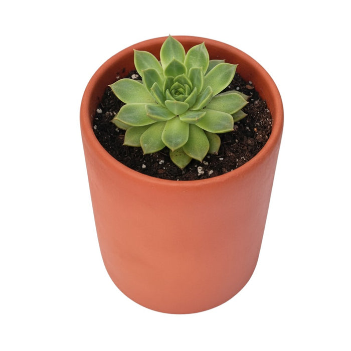 Terracotta Pot